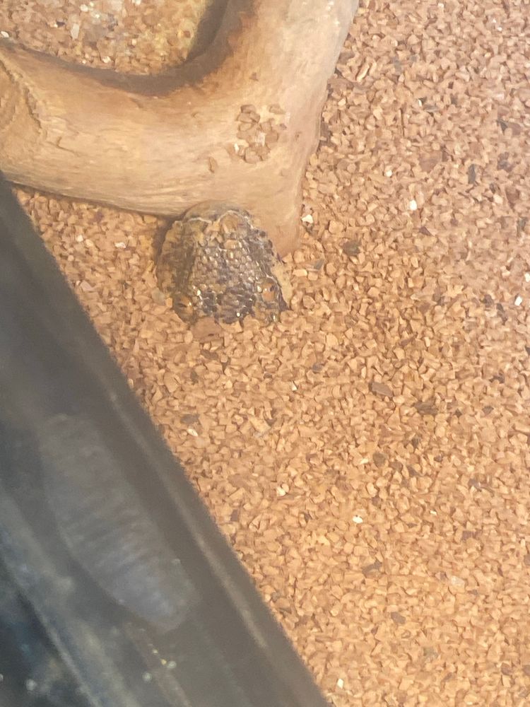 The horror of the sands
A Kenyan Sand Boa hidden by sand. Can only see her head up to her eyes, waiting by spiderwood for prey