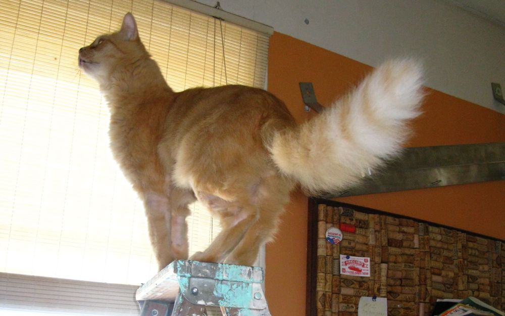 Sabu, our beloved orange tabby standing atop a ladder in our kitchen where my husband had been in the process of hanging a  pot rack. Cat is wholly uninterested in that, but looking instead at something off camera. I like to imagine he was trying to figure out a way to jump up on top of our cabinets - a place he never got to go. 
