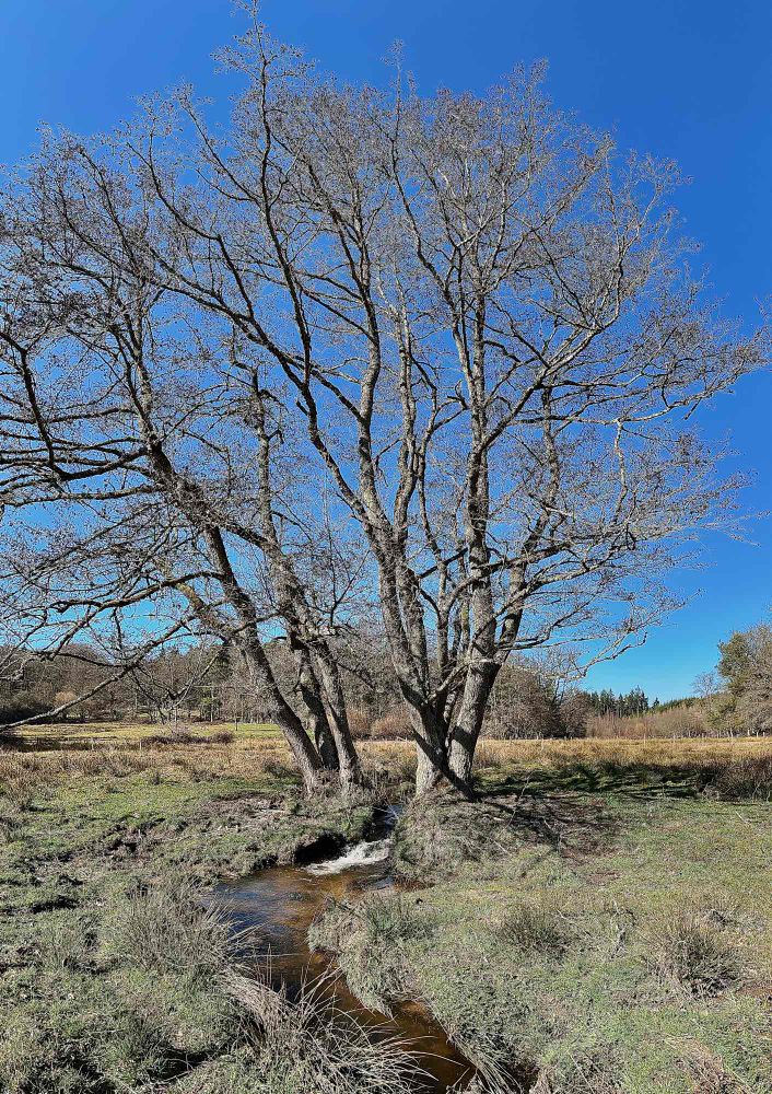 Un grand arbre aux branches nues pousse au bord d’un petit ruisseau sinueux, sous un ciel bleu clair. Le paysage est composé de prairies et de forêts en arrière-plan.