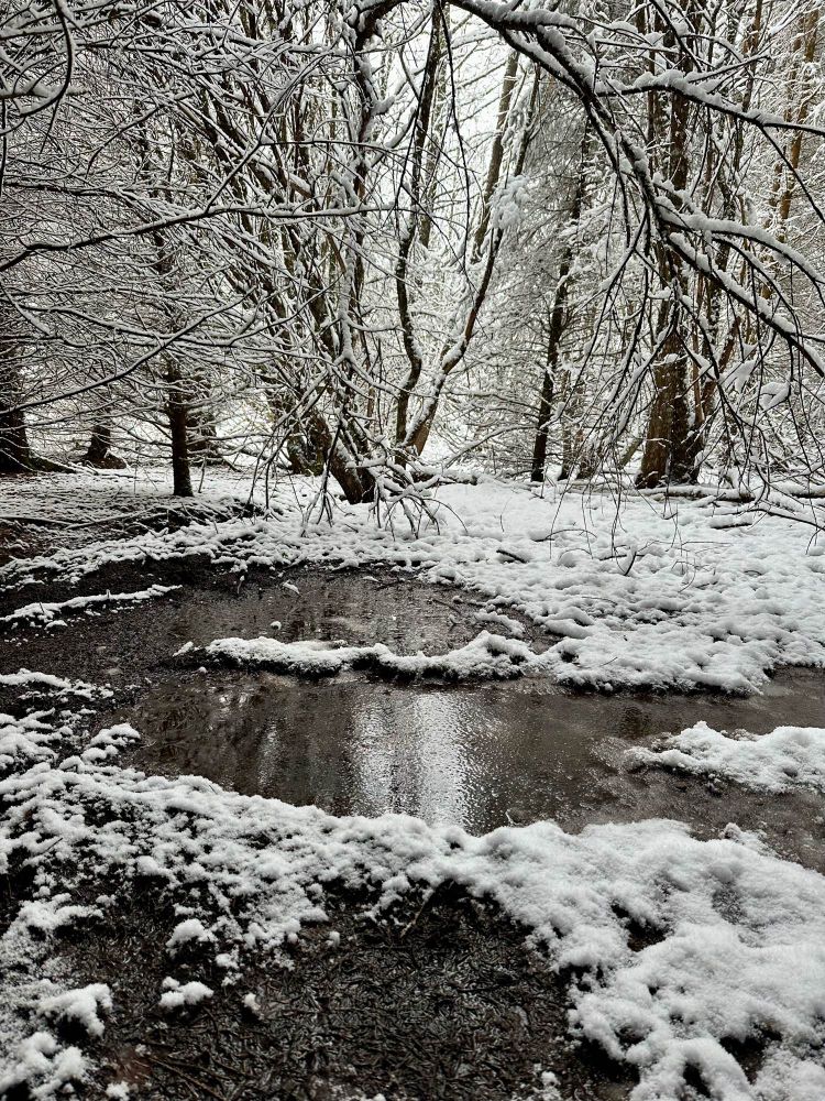 Un sentier forestier recouvert de neige, avec des branches courbées sous le poids blanc et une mare d’eau gelée reflétant les arbres.