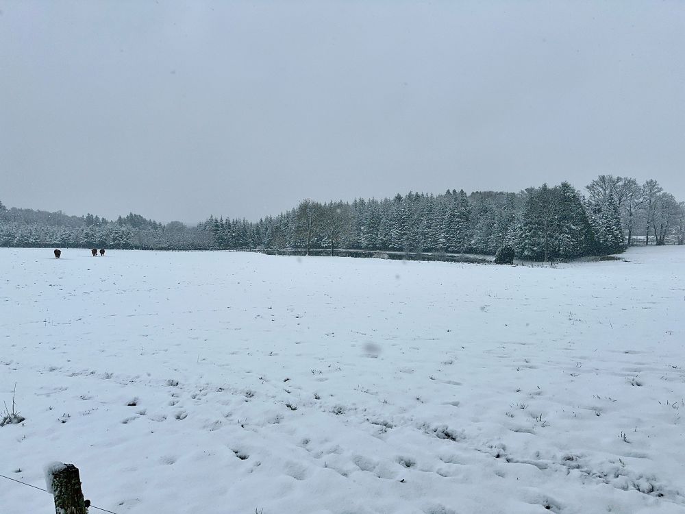 Une vaste prairie couverte de neige avec quelques vaches broutant au loin, bordée par une rangée d’arbres givrés sous un ciel gris.