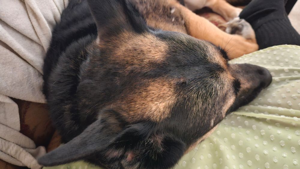 My dog Hades laying in the crevice of my legs on my couch