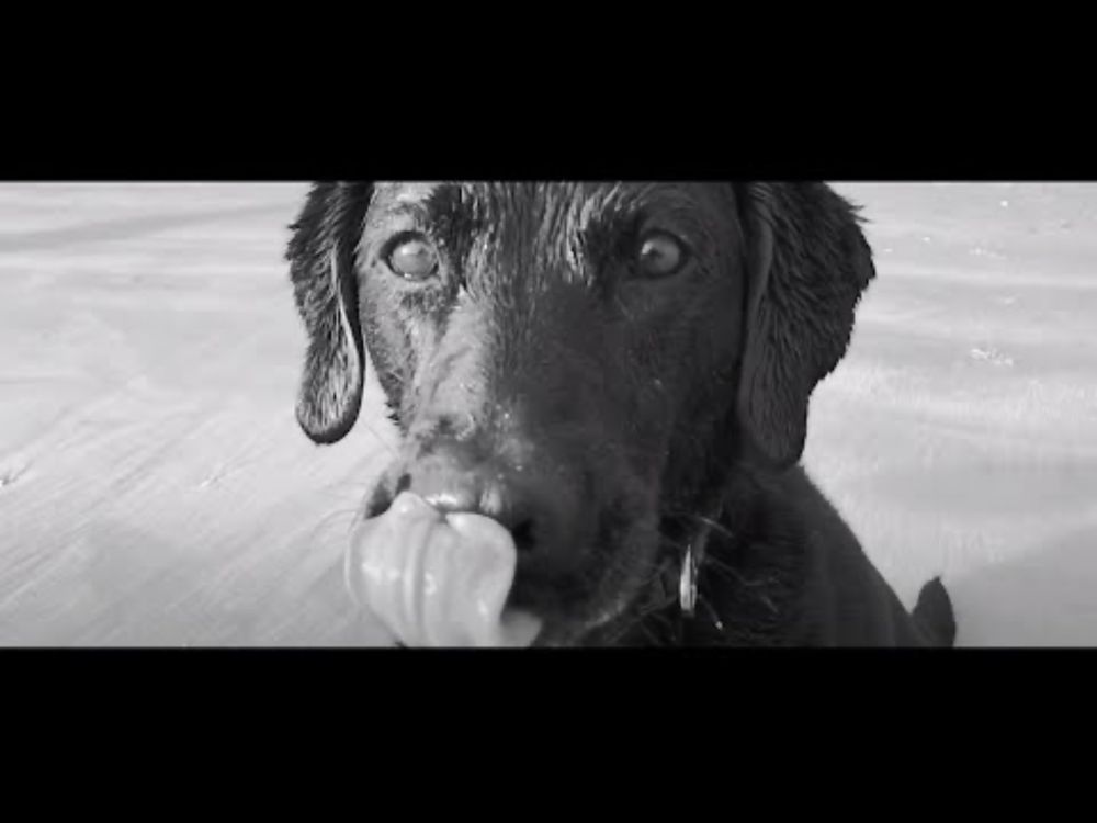 Olive and Mabel - Scent of a Dog.