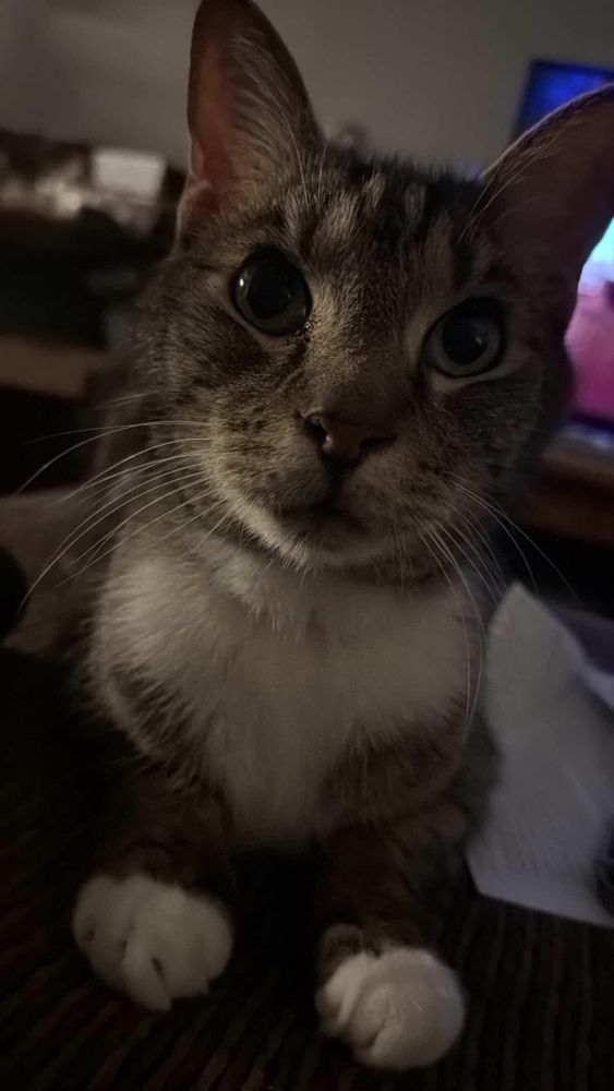A close-up of a curious gray tabby cat with big eyes and white paws, sitting indoors near a TV and papers. His name is Rose.