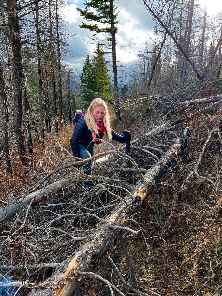 A woman in winter clothing wearing a hiking pack, climbs over a tangle of blown down trees that block the mountain trail.  