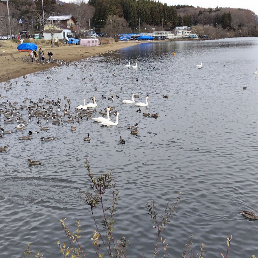 白鳥とたくさんのカモが水辺を泳いでいます