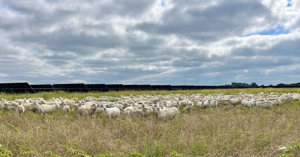 6,000 sheep will soon be grazing on 10,000 acres of Texas solar fields