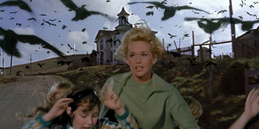 the birds