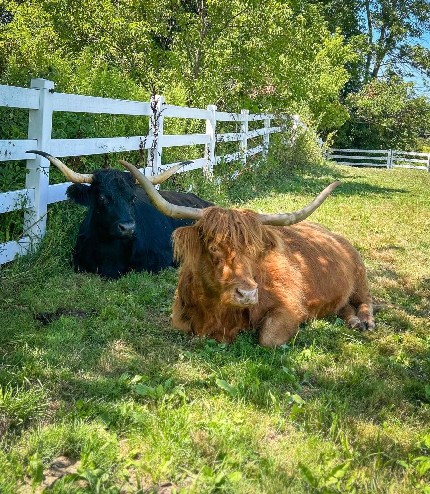 Photo of two Highland cattle, lying in the shade of a tree on green grass. A black steer is gazing lovingly at a red highland cow.
