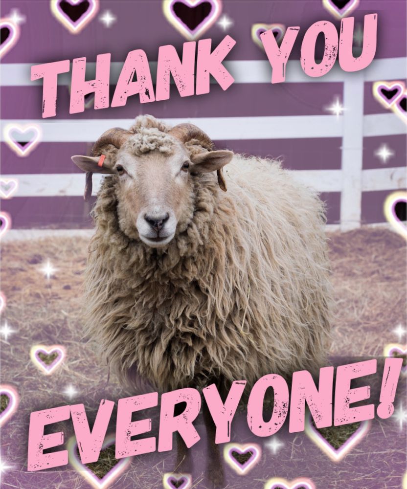 Photo of a cream colored ewe standing outside of a red barn. The photo has been overlaid with a heart effect and the words “thank you everyone” appear in pink text.
