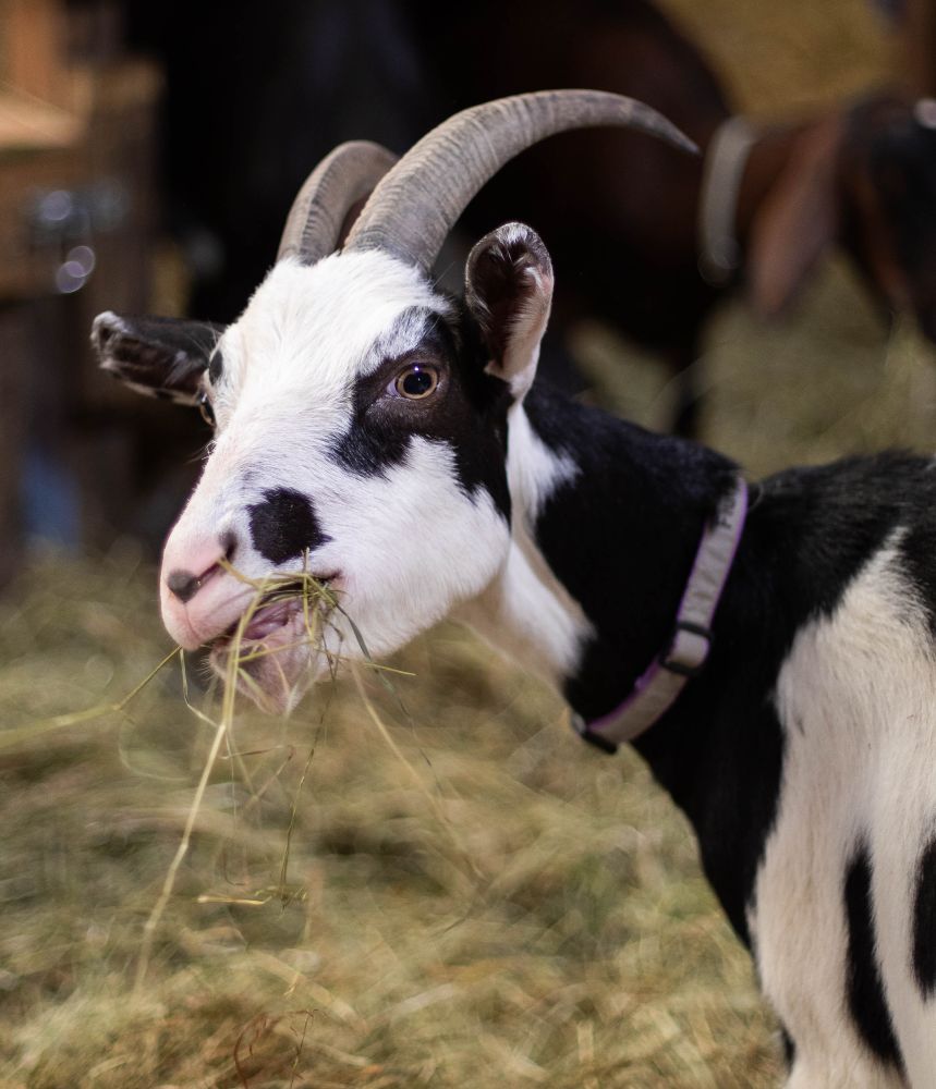 Photo of a beautiful black and white goat with a mouthful of hay, looking over her shoulder toward the camera.