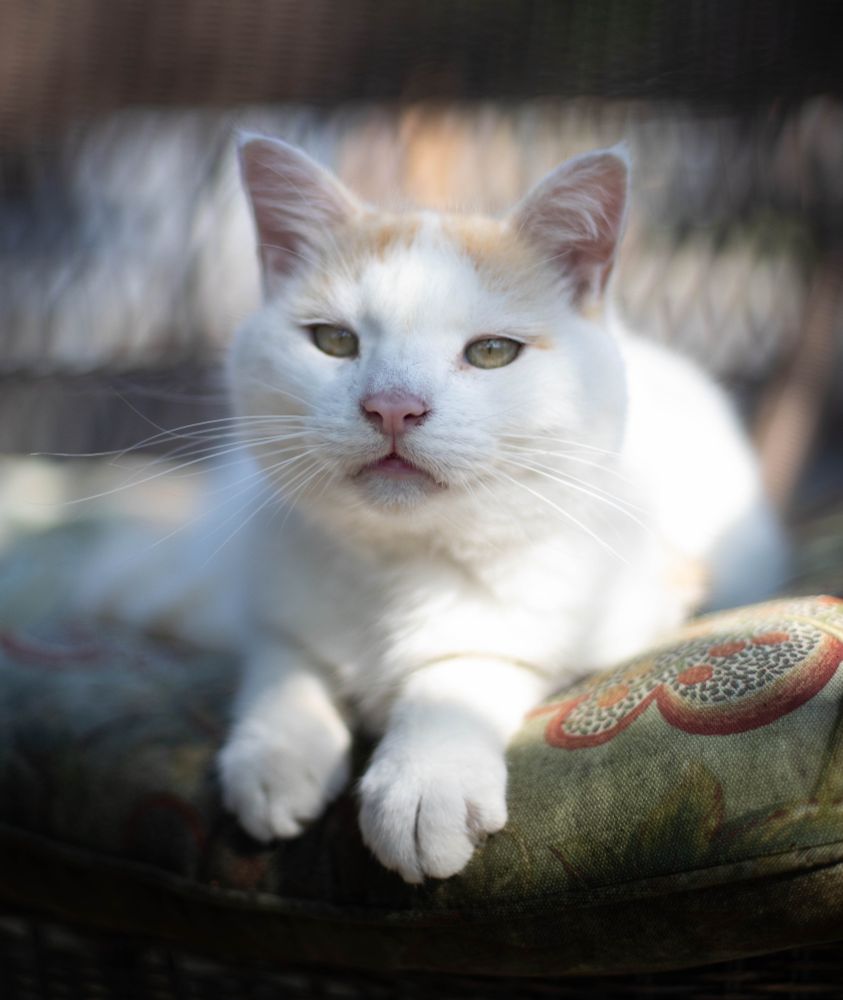 Photo of a very cute shorthaired white cat with a pink nose and ginger markings on his head. He is sitting adorably on some outdoor furniture in dappled sunlight.