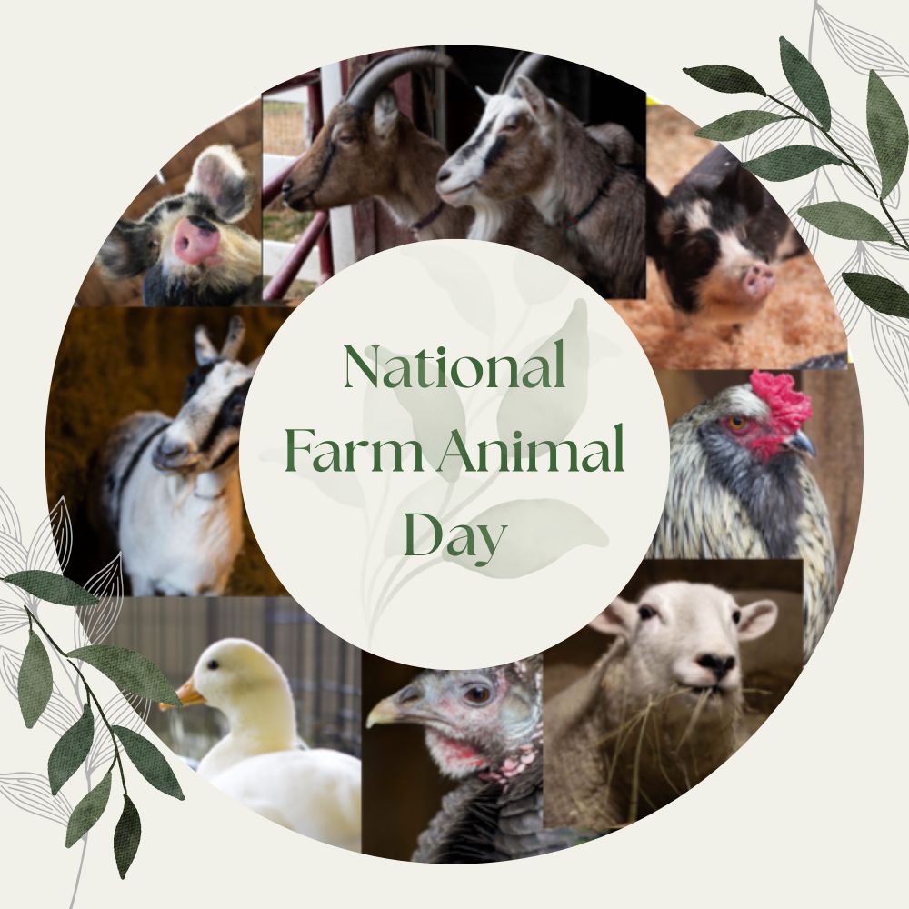 Graphic that shows a round collage of some Merrymac’s pigs, birds, and other animals with a text box over it that has the words national farm animal day inside it.