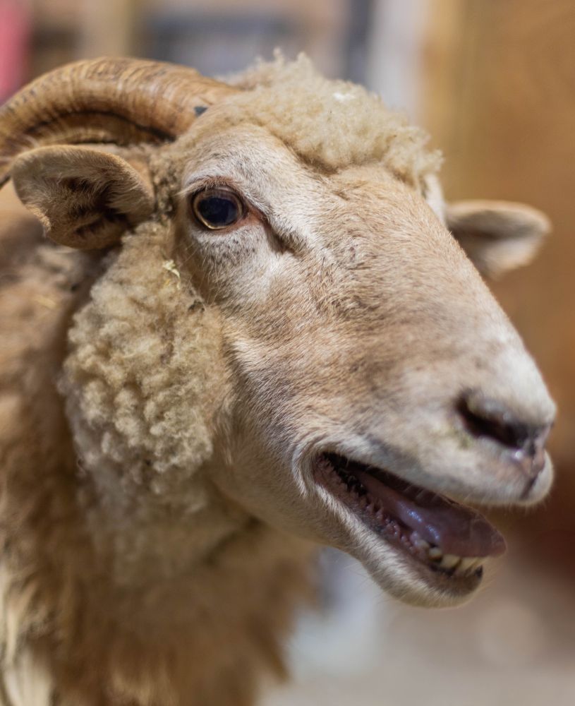 Photo of a beautiful light brown sheep with curling horns, her mouth open because she is bleating.