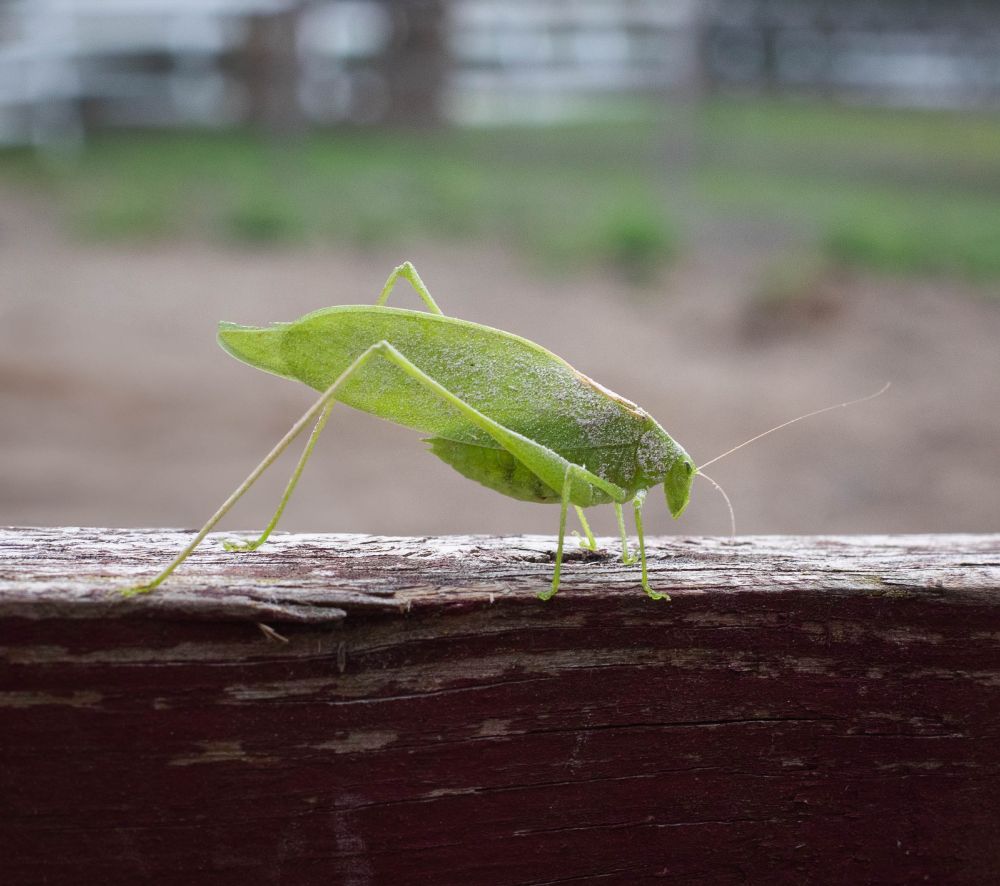 Photo of a bright green katydid insect standing on a red wooden fence.