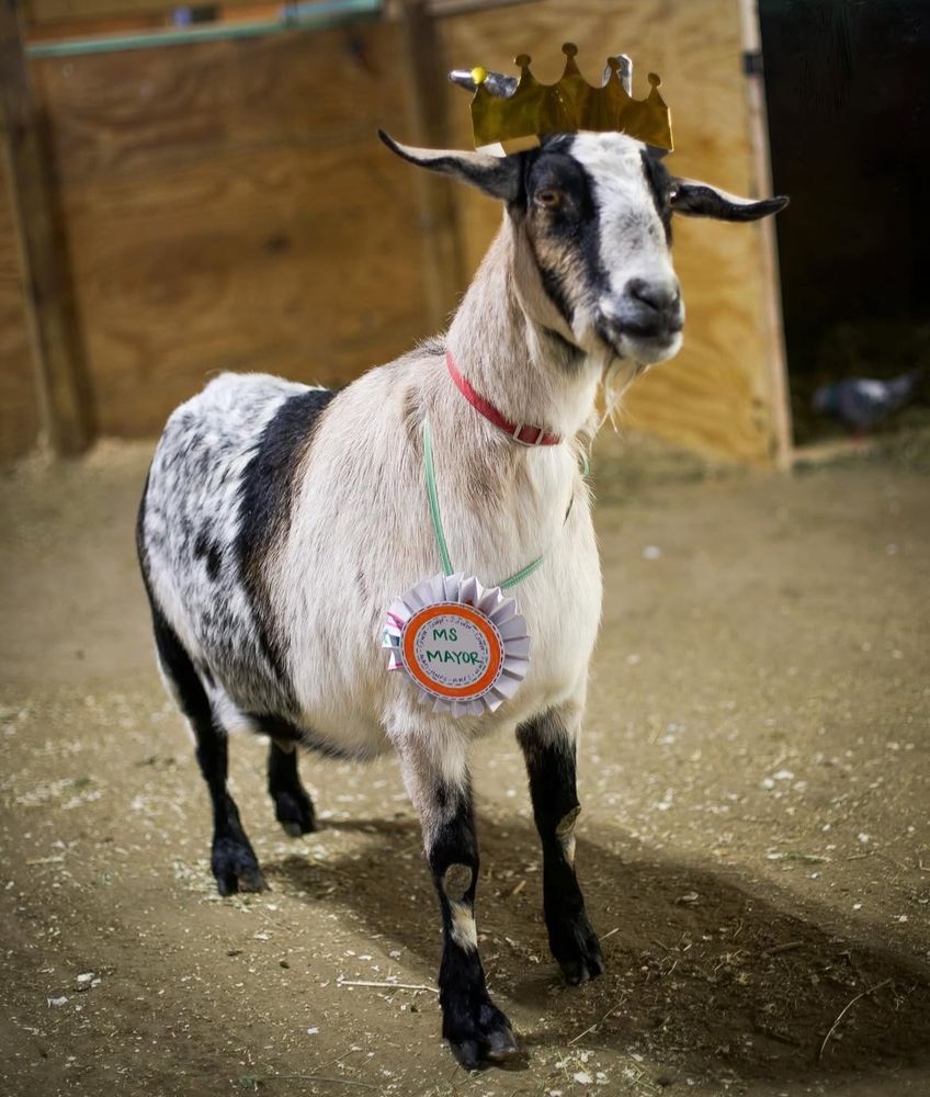 Photo of the same white, black, and brown goat from the video above. She is standing in a barn wearing a gold cardboard crown and a little paper mayor badge hung around her neck.