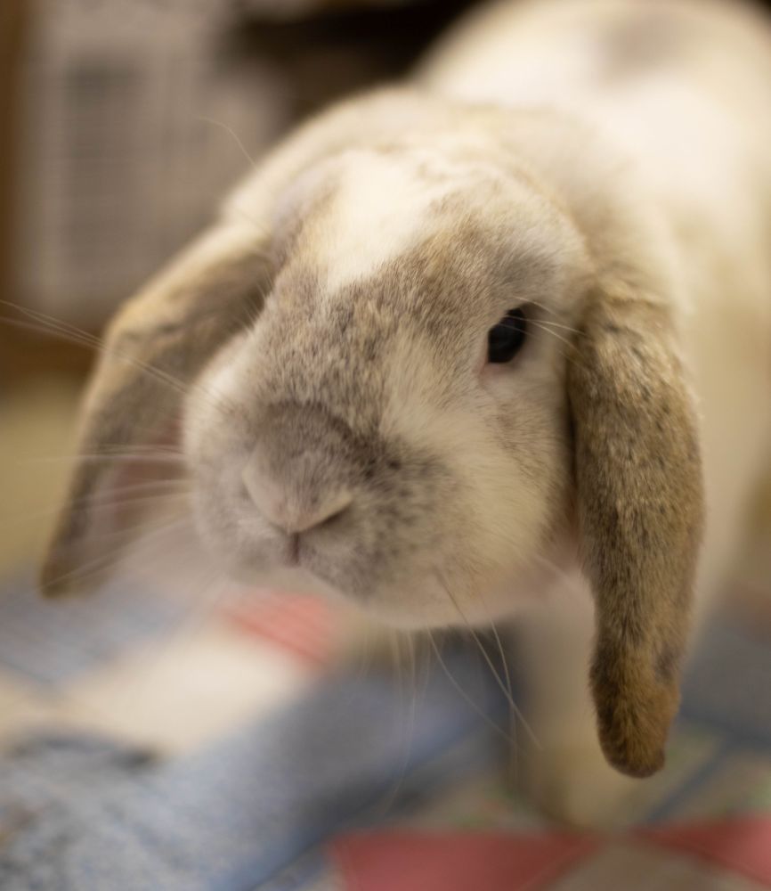 Photo of an adorable lop eared rabbit. He is white with light brown markings.