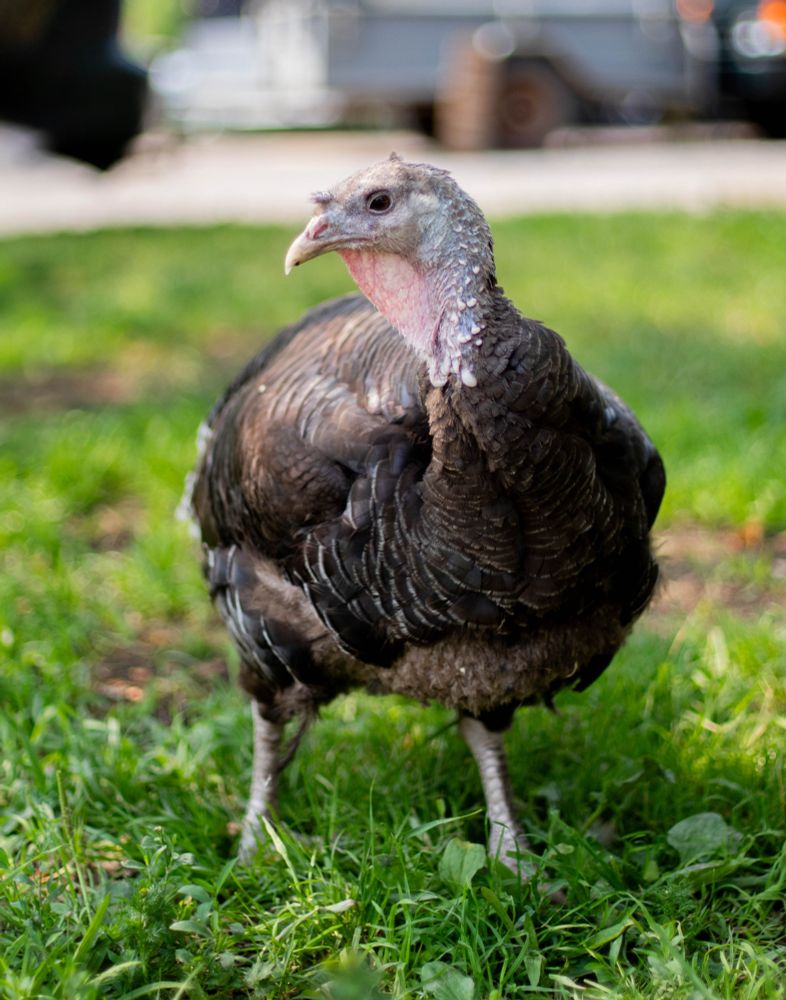 Photo of a female bronze turkey standing in green grass, looking thoughtfully to the left.