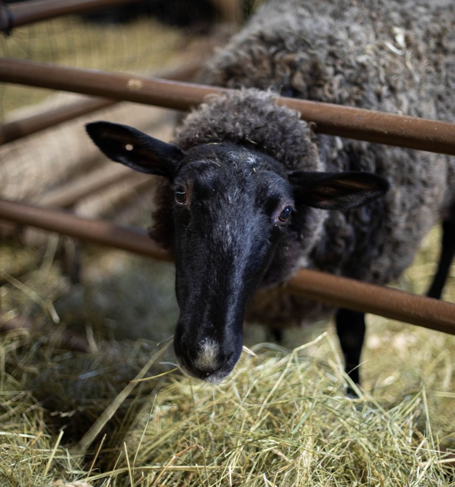 Photo of an adorable black and grey sheep, looking up at the camera momentarily from a pile of hay he's rapidly eating.