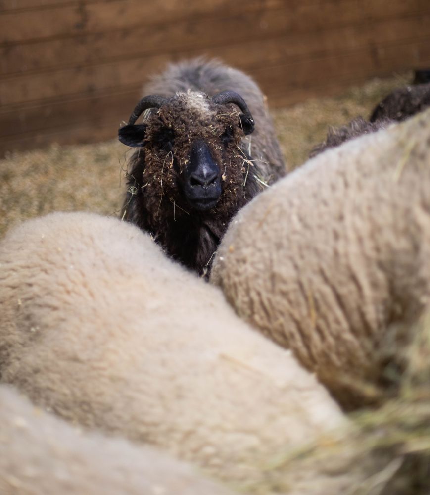 Photo of a beautiful black and grey sheep standing behind the bodies of fluffy white sheep who are eating hay.
