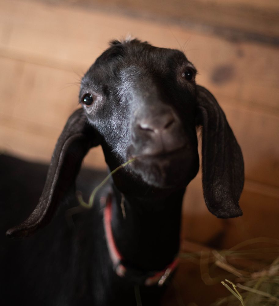 Photo of an adorable black goat with floppy ears looking sweetly at the camera.
