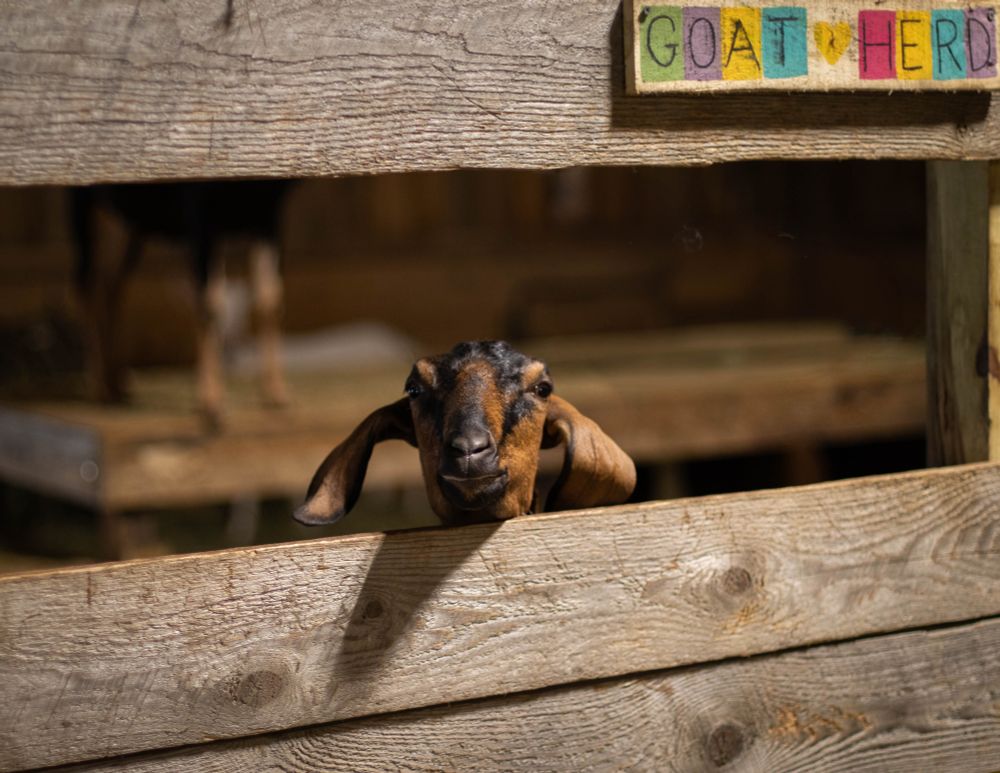 Photo of an adorable brown and black goat peeking over a wooden pen wall.