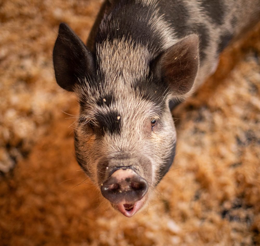 photo of a grey and black piglet looking up at the camera person, her lips in a little O position as if surprised. It's actually the beginning of a yawn.