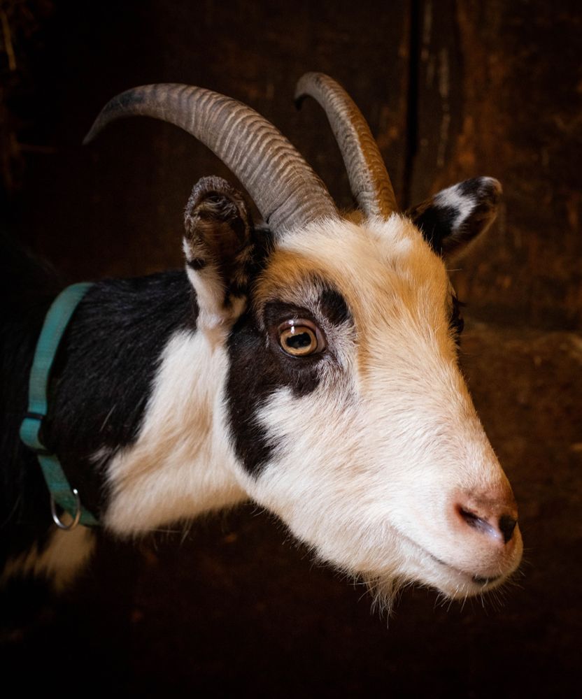 Close up photo of a beautiful black and white spotted goat.