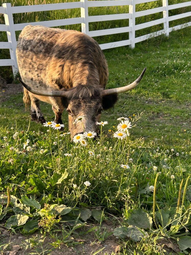 Cow eating grass 