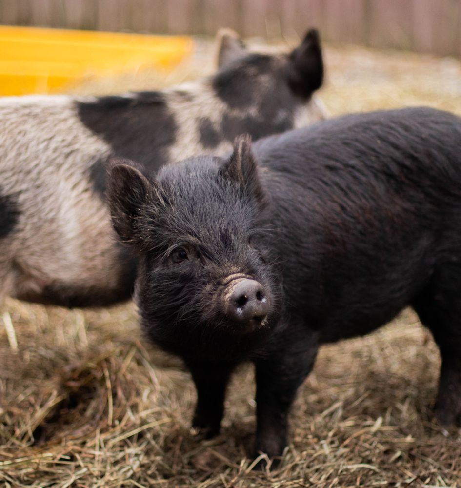 Photo of two adorable fuzzy piglets, one black and one grey with black spots, standing outside in a muddy, hay strewn yard.
