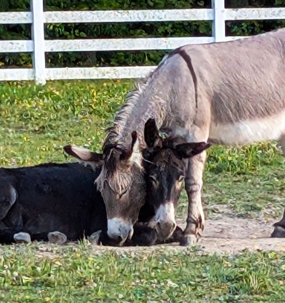Photo of two donkeys standing out in a sunny field. A brown one is lying down and a gray one is standing next to him with their heads crossed Affectionately.