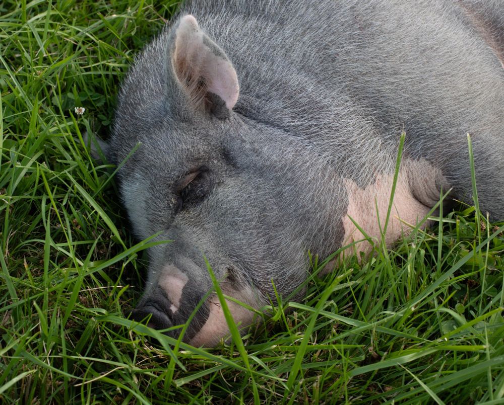 Photo of an adorable grey fuzzy pig sleeping in vibrant green grass.