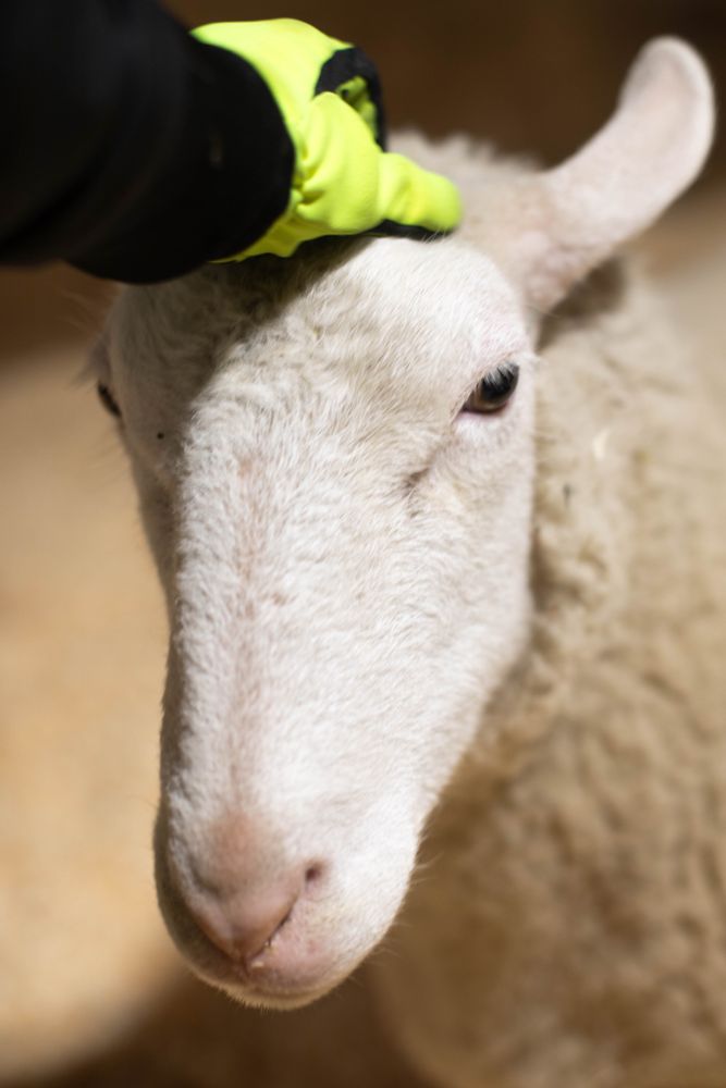 Photo of a white sheep with a pink nose, getting scritches on the top of her head from a gloved hand.