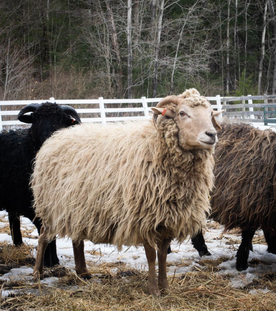 Photo of a dirty but beautiful cream colored ewe with curving horns, standing outside in a field with woods visible in the background.