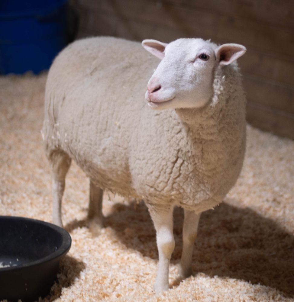 Photo of a beautiful white sheep looking up and to the left.