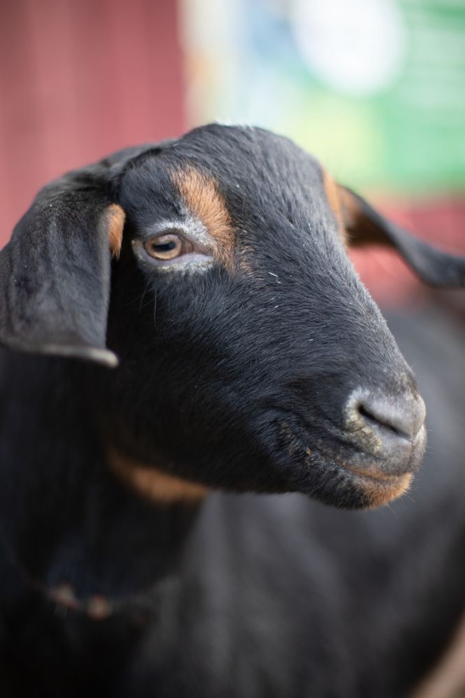 photo of. acute young black goat with little brown marks above his eyes.