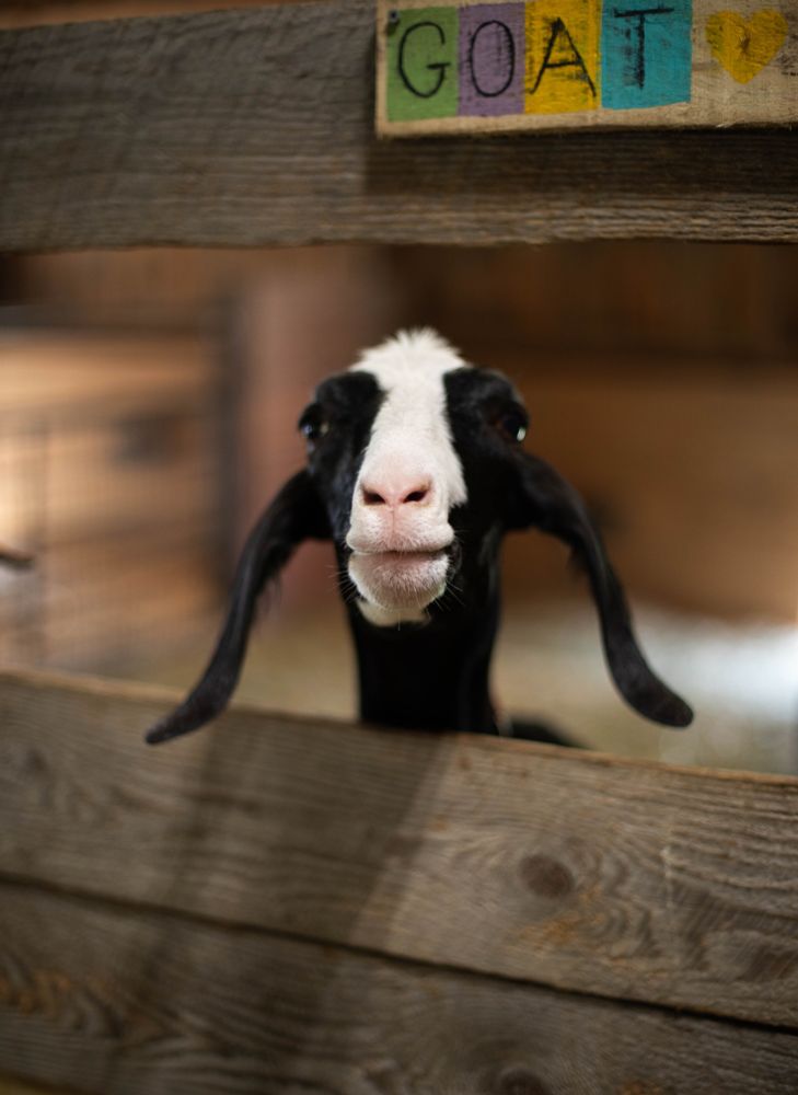 Photo of an adorable black and white goat peeking over the top of a wooden wall. He has long, floppy black ears.
