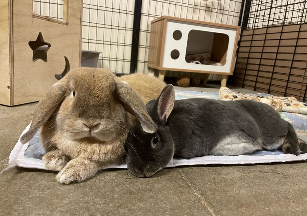 Photo of two rabbits lying together. Jupiter is a light brown lop eared rabbit on the left and Batgirl is a dark grey velvety bunny leaning against her on the right.