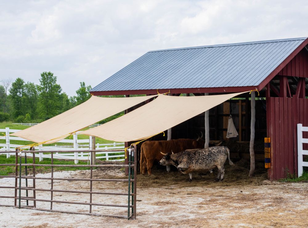 Photo of a dark red wooden open stable in a paddock. Two highland cows and a highland steer are under the roof. Large sheets of fabric extend from the roof to provide lots of shade.