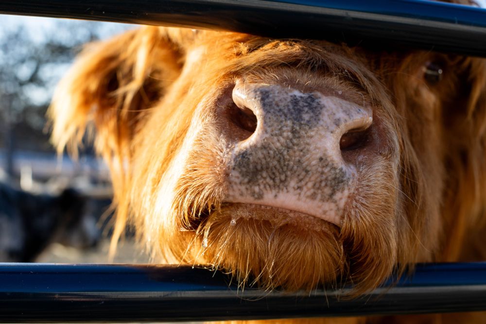 Phot of a reddish brown highland cow poking her nose through the bars of a gate.