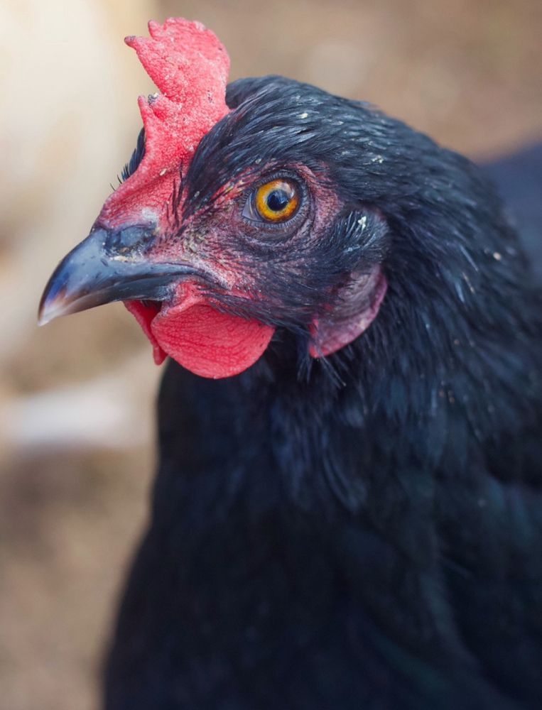Photo of a striking black chicken with red comb and wattle.