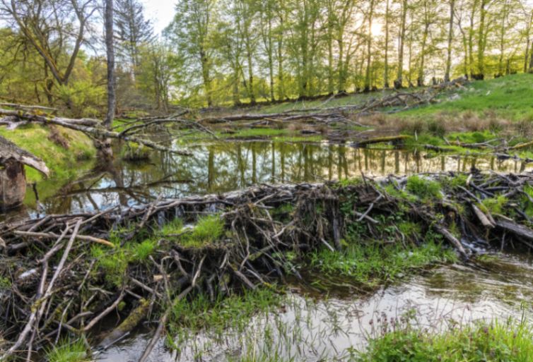 This is a photo of a beaver wetland. Photo credit: James Shooter/SCOTLAND: The Big Picture.