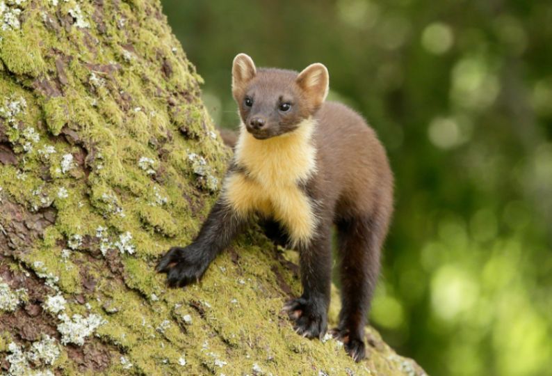 Photo of a pine marten standing on a moss-covered tree trunk. Credit: Iain Leach/Wildscreen exchange