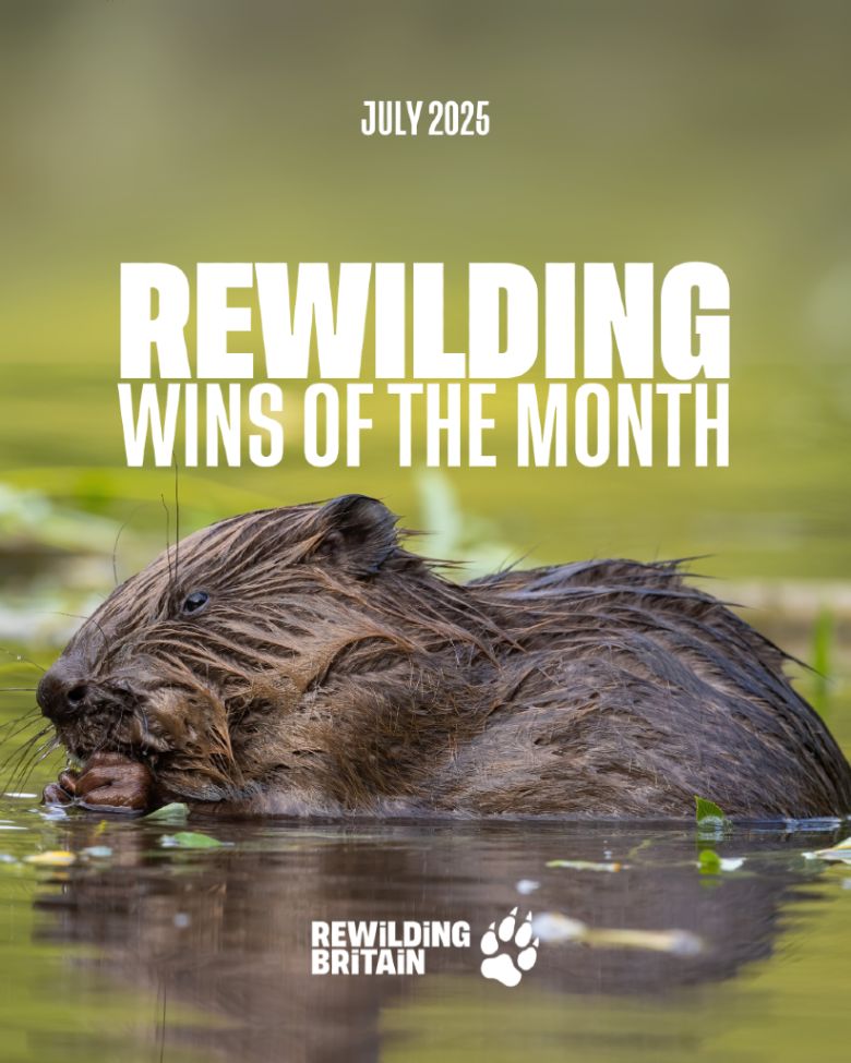 Photo of a beaver chewing on a twig in water. Text on the image reads: "July 2025. Rewilding Wins of the Month". Image credit: wildmedia/Canva