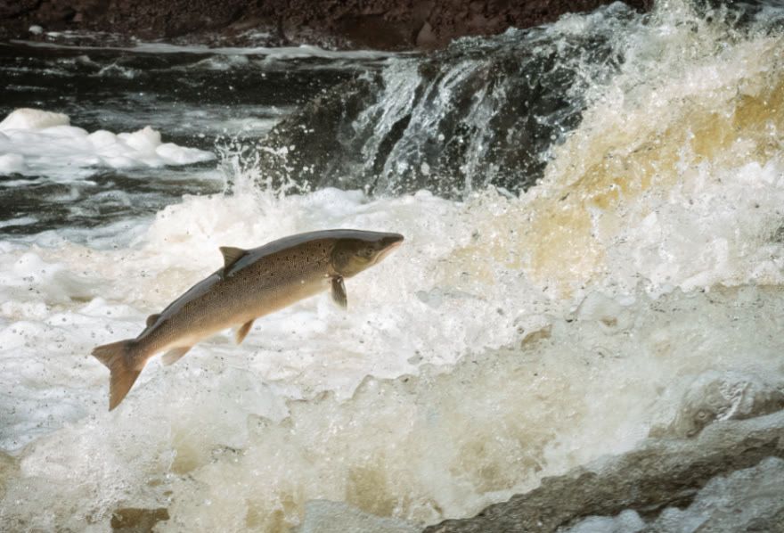 Atlantic salmon leaping upstream. Photo credit: Gregg Parsons/iStock