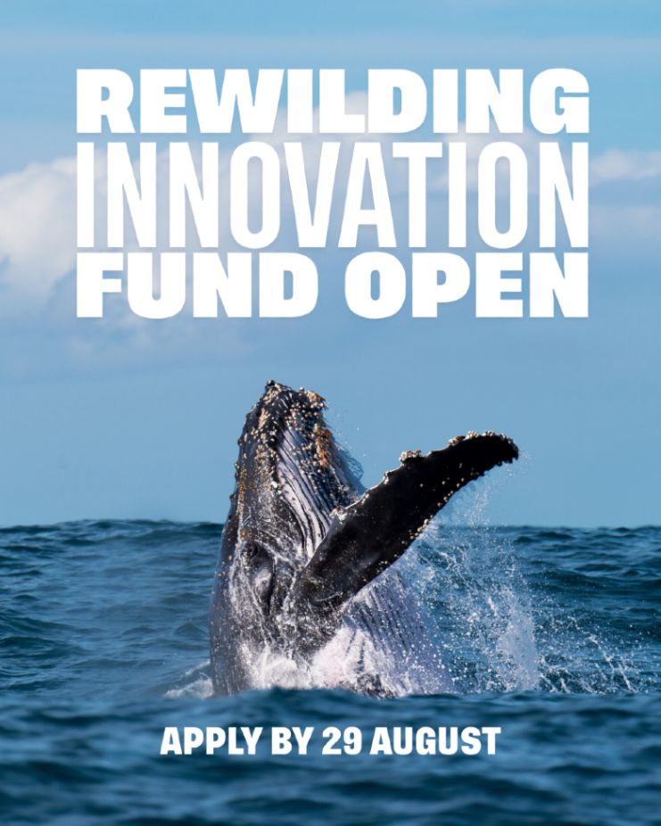 Photo of a humpback whale breaching out of the ocean with text overlay that reads: "Rewilding Innovation Fund Open. Apply by 29 August.". Photo credit: Trevor Scouten/Wildscreen exchange