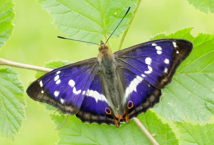 Photo of a purple Emperor butterfly perched on green leaves. Credit: Iain Leach/Wildscreen exchange