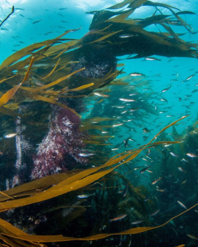 Underwater scene of a kelp forest with schools of small fish swimming among the long, flowing kelp leaves in clear blue water.