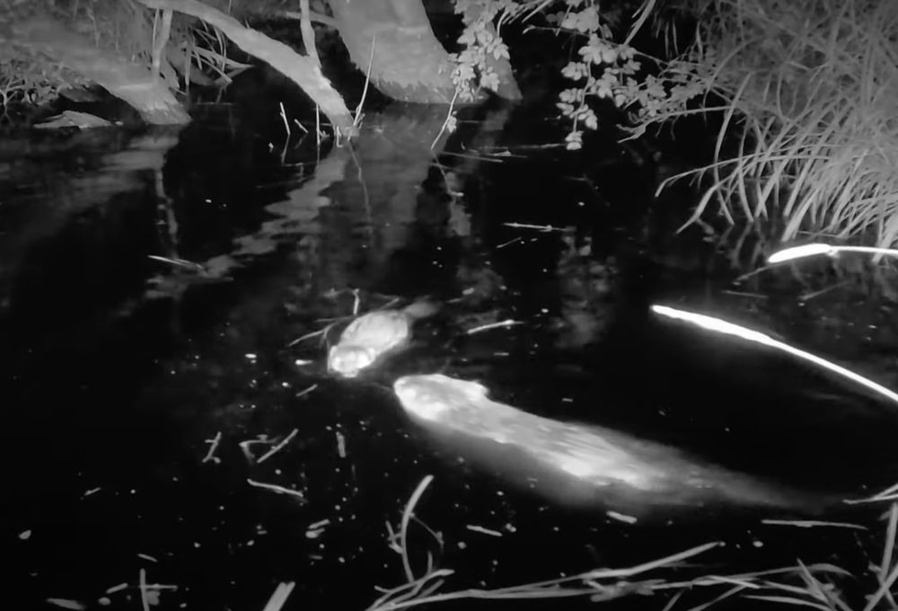 Black and white trail camera photo of mum and baby beaver swimming at night. Credit: Heal Rewilding