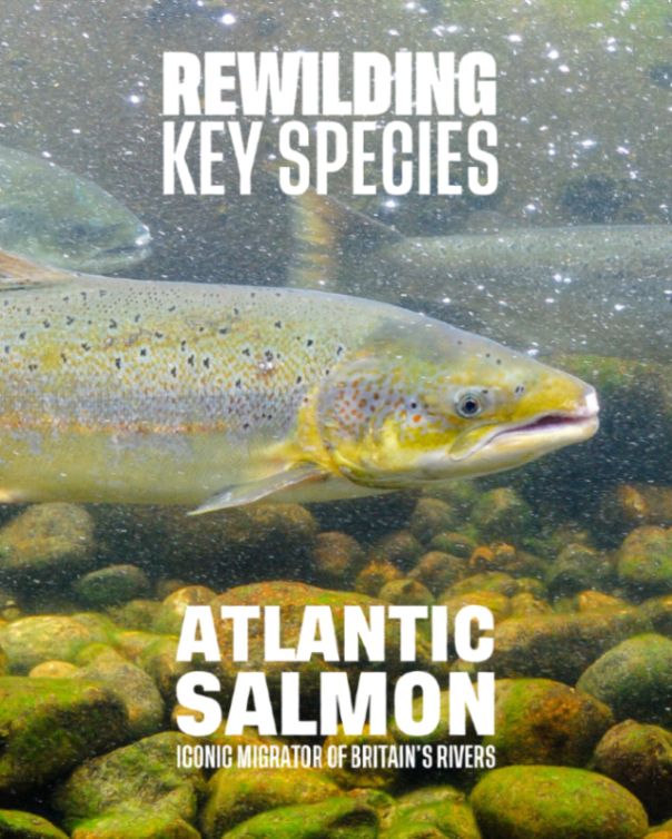 Photo of an Atlantic salmon swimming underwater among rocks. Text on the image reads: 'Rewilding key species. Atlantic salmon. Iconic migrator of Britain's rivers'. Photo credit: Marek Rybar/Shutterstock